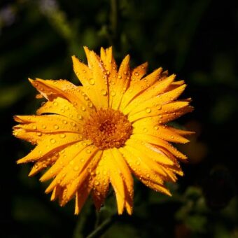 Crema alla calendula cos'è e quando serve